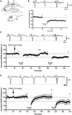 The GSK-3 Inhibitor CT99021 Enhances the Acquisition of Spatial Learning and the Accuracy of Spatial Memory